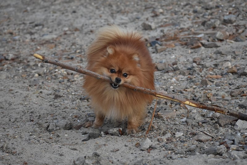 Playful Entertainment