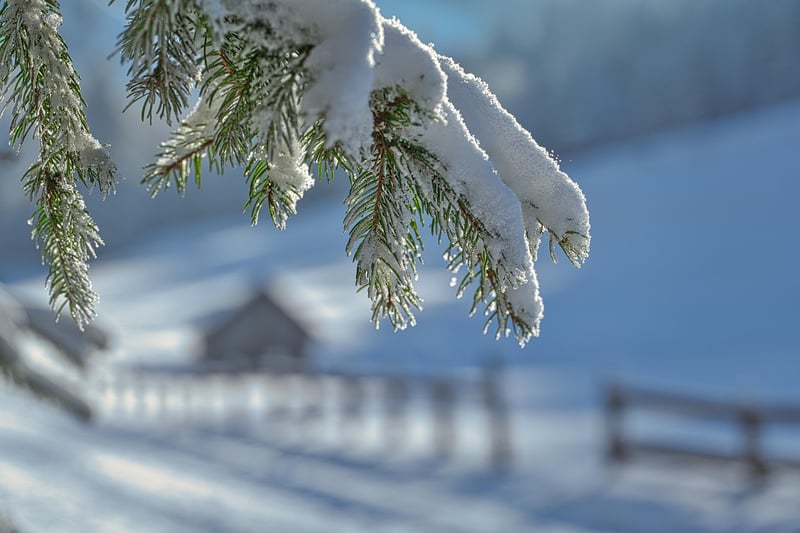 Winter Wonderland